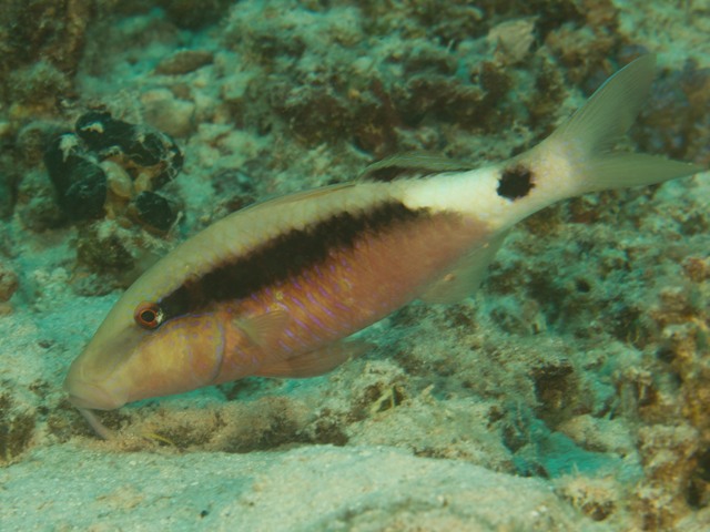 Parupeneus Macronema
